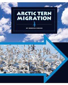 Arctic Tern Migration