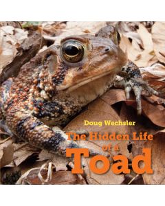 The Hidden Life of a Toad