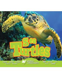 Sea Turtles