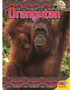 Orangutan