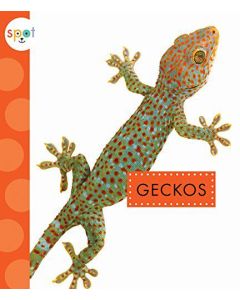 Geckos