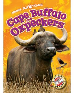 Cape Buffalo and Oxpeckers